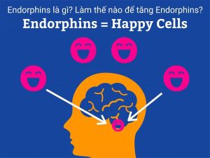 Enodorphins là gì