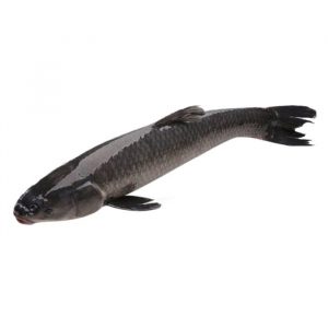 Cá trắm đen là một trong những loài cá quen thuộc với bữa ăn của gia đình Việt